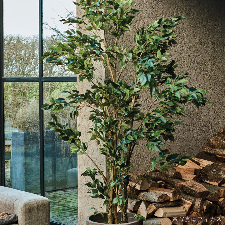 大型 フェイクグリーン「ドラセナ 183cm シルカ（Silk-ka）」おしゃれ リアル 人工観葉植物 樹木 インテリアグリーン 幸福の木
