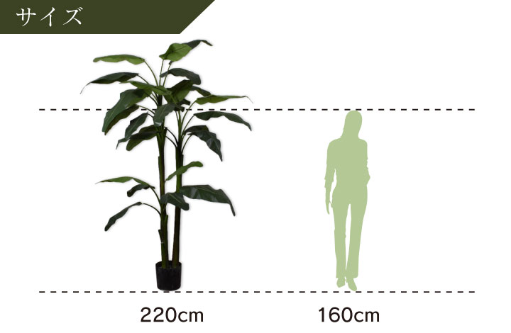 バナナ 220cm（BANANA PLANT GREEN 220 cm） 131013 シルカ（Silk-ka）
