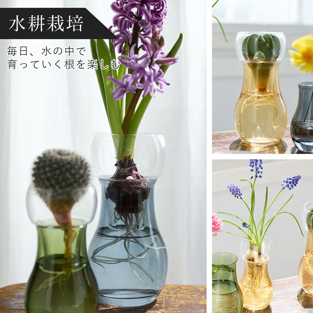 水耕栽培は水中で広がる根が愉しめる