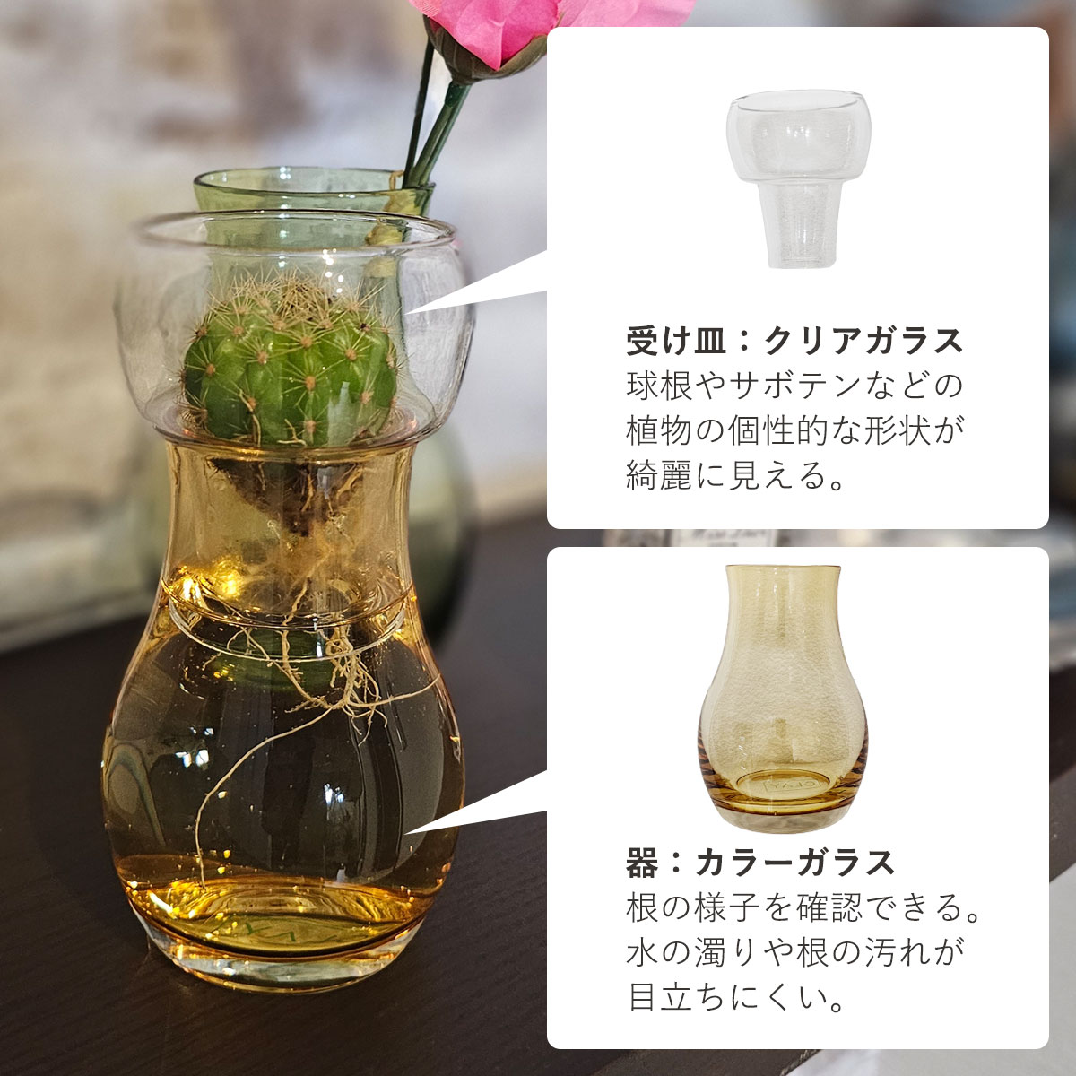 受け皿はクリアガラスで、球根やサボテンなどの植物の個性的な形状が綺麗に見える。器はカラーガラスで根の様子を確認しながら、水の濁りや根の汚れが目立ちにくい。