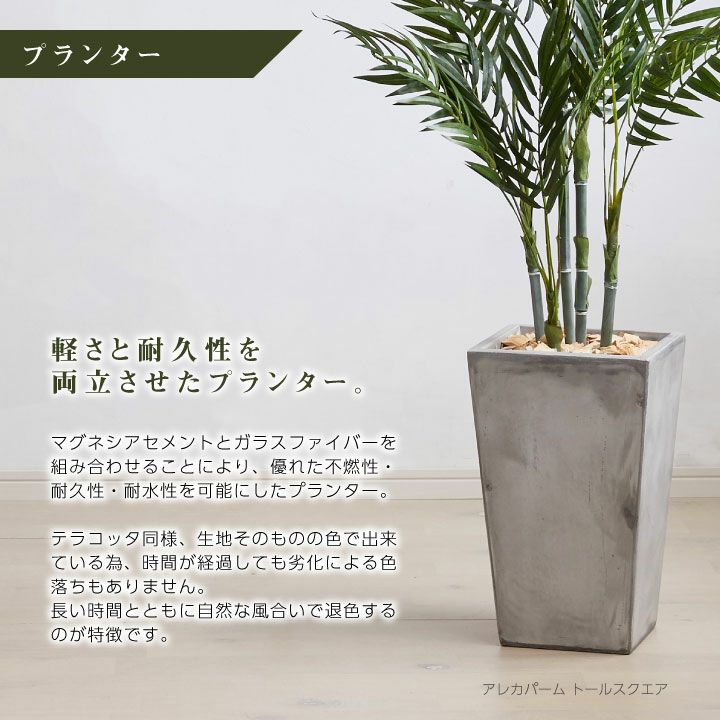 olive-174 観葉植物 オリーブの木 8号 創樹 ベータ キューブ