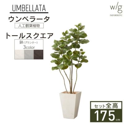 フェイクグリーン×プランターセット「ウンベラータ×Tall Square w/g」[高さ175cm・人工樹木・人工観葉植物]