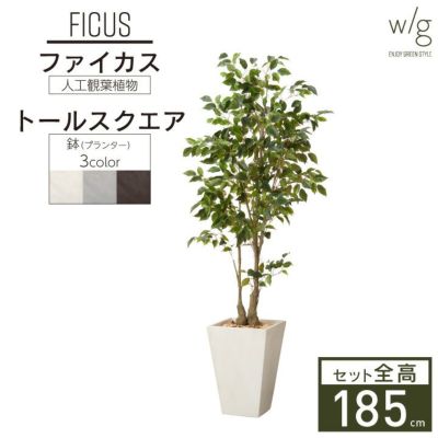 フェイクグリーン×プランターセット「ファイカス×Tall Square w/g」[高さ185cm・人工樹木・人工観葉植物] フィカス