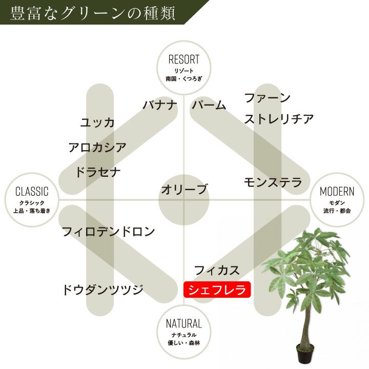 送料無料】Nature ナチュレ 高さ90cm 観葉植物 カポック