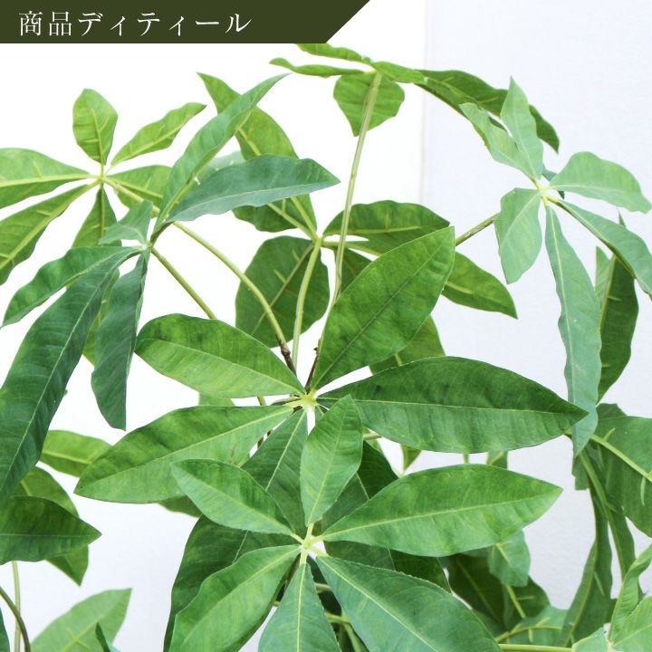シェフレラ・コンパクタ magari リビングサイズ‼️ シェフレラ