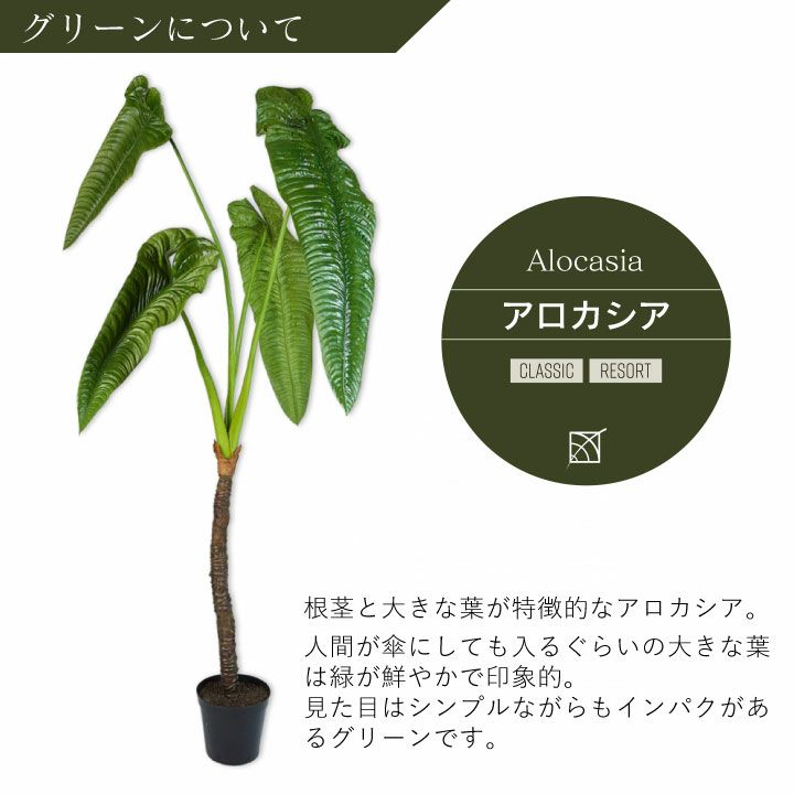 大型 フェイクグリーン「アロカシア 224cm シルカ(Silk-ka 大型 フェイクグリーン「アロカシア 224cm シルカ(Silk-ka