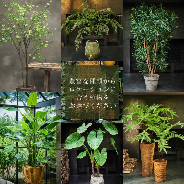 フィカス大型 000000011018-10-l.jpg?t=