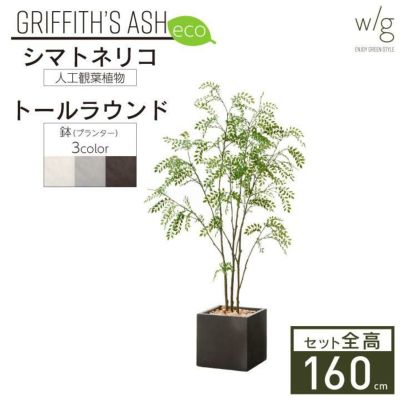 「シマトネリコ×キューブ w/g-eco」