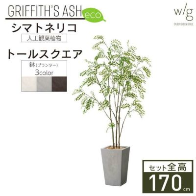 「シマトネリコ×トールスクエア w/g-eco」