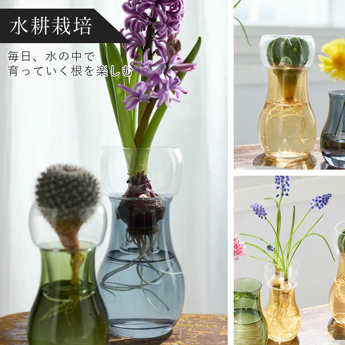 水耕栽培は水中で広がる根が愉しめる